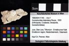 Foto (Objket + Etiketten) von Goniodromites bidentatus (Reuss, 1858) 